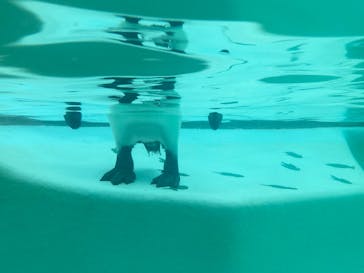 下田海中水族館に投稿された画像（2020/9/20）