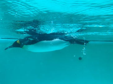 下田海中水族館に投稿された画像（2020/9/20）