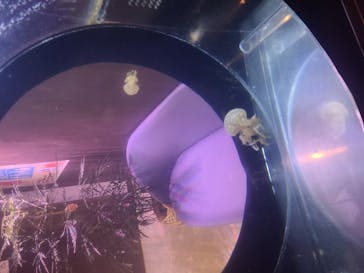 ゼロ距離水族館 伊勢シーパラダイスに投稿された画像（2020/9/20）