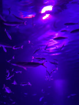 サンシャイン水族館に投稿された画像（2020/9/20）