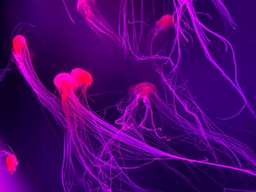 サンシャイン水族館に投稿された画像（2020/9/20）