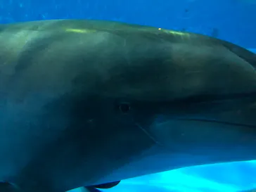 アクアワールド茨城県大洗水族館に投稿された画像（2020/9/20）