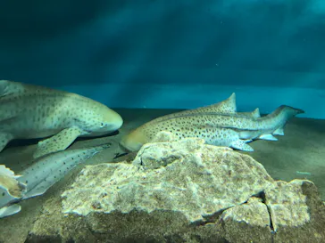 アクアワールド茨城県大洗水族館に投稿された画像（2020/9/20）