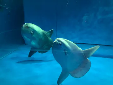 アクアワールド茨城県大洗水族館に投稿された画像（2020/9/20）