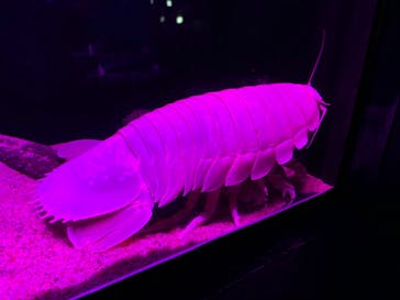 サンシャイン水族館に投稿された画像（2020/9/20）