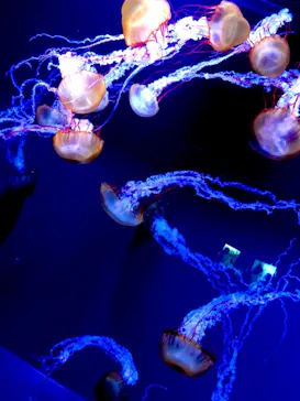 すみだ水族館に投稿された画像（2020/9/20）