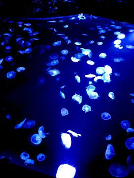 すみだ水族館に投稿された画像（2020/9/20）