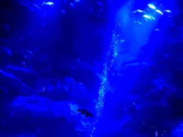 すみだ水族館に投稿された画像（2020/9/20）