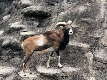 天王寺動物園に投稿された画像（2020/9/20）