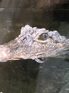 天王寺動物園に投稿された画像（2020/9/20）