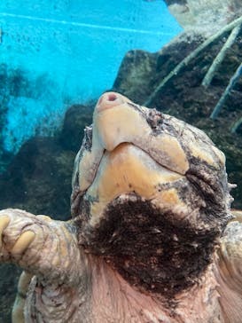 天王寺動物園に投稿された画像（2020/9/20）