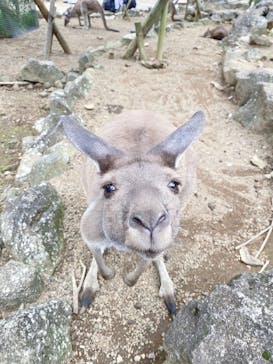 伊豆シャボテン動物公園に投稿された画像（2020/9/20）