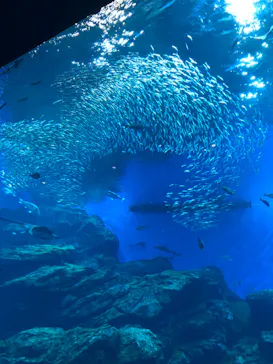 仙台うみの杜水族館に投稿された画像（2020/9/20）
