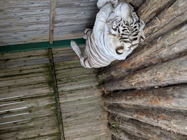 岩手サファリパークに投稿された画像（2020/9/20）