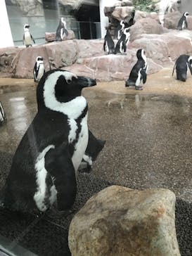京都水族館に投稿された画像（2020/9/20）