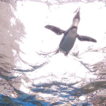 京都水族館に投稿された画像（2020/9/20）
