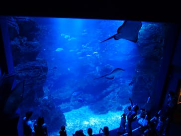 京都水族館に投稿された画像（2020/9/20）