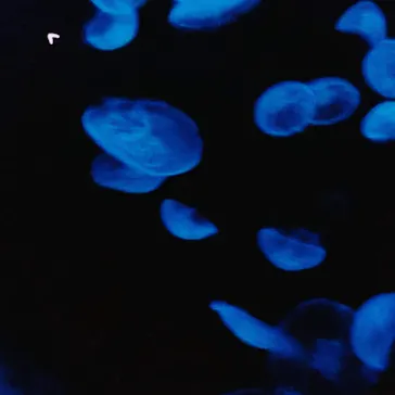 すみだ水族館に投稿された画像（2020/9/20）