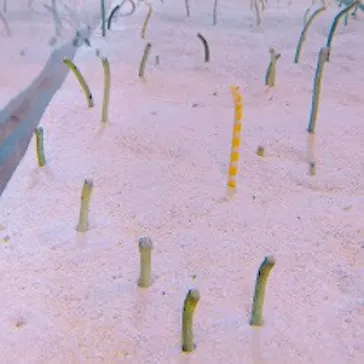 すみだ水族館に投稿された画像（2020/9/20）