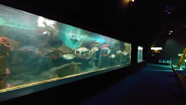 ゼロ距離水族館 伊勢シーパラダイスに投稿された画像（2020/9/20）