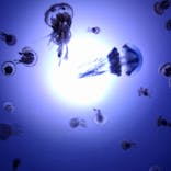 サンシャイン水族館に投稿された画像（2020/9/21）