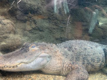 天王寺動物園に投稿された画像（2020/9/20）