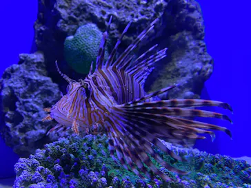 アクアワールド茨城県大洗水族館に投稿された画像（2020/9/21）