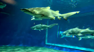 アクアワールド茨城県大洗水族館に投稿された画像（2020/9/21）