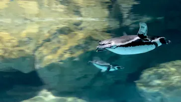 アクアワールド茨城県大洗水族館に投稿された画像（2020/9/21）