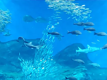 仙台うみの杜水族館に投稿された画像（2020/9/21）
