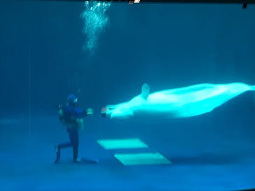 島根県立 しまね海洋館に投稿された画像（2020/9/21）