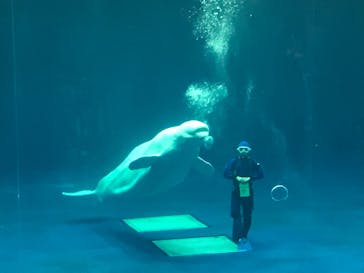 島根県立 しまね海洋館に投稿された画像（2020/9/21）