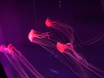 すみだ水族館に投稿された画像（2020/9/21）