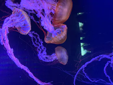 すみだ水族館に投稿された画像（2020/9/21）