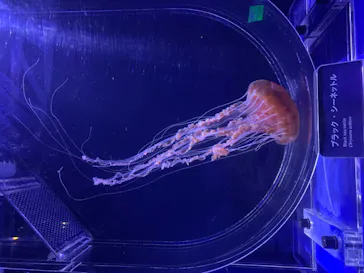 すみだ水族館に投稿された画像（2020/9/21）