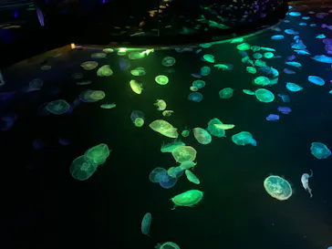 すみだ水族館に投稿された画像（2020/9/21）