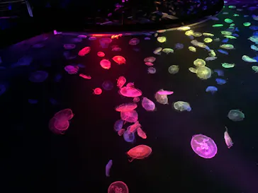 すみだ水族館に投稿された画像（2020/9/21）