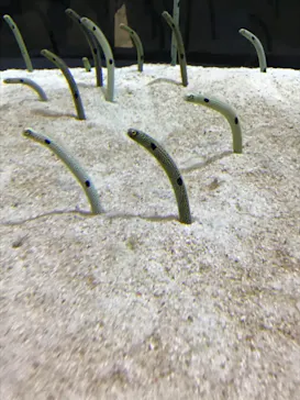 すみだ水族館に投稿された画像（2020/9/21）