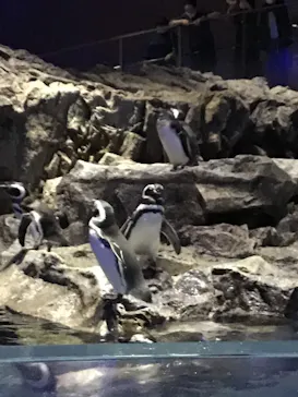 すみだ水族館に投稿された画像（2020/9/21）