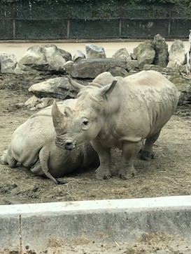 群馬サファリパークに投稿された画像（2020/9/21）