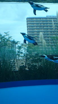 サンシャイン水族館に投稿された画像（2020/9/21）