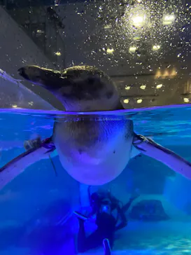 すみだ水族館に投稿された画像（2020/9/21）