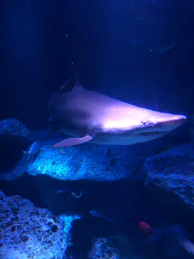 すみだ水族館に投稿された画像（2020/9/21）