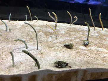 すみだ水族館に投稿された画像（2020/9/21）