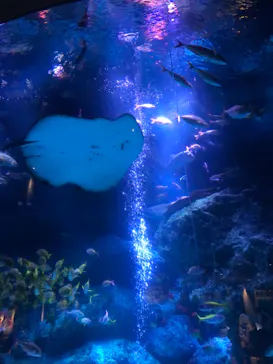 すみだ水族館に投稿された画像（2020/9/21）