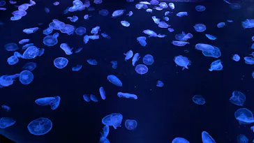 すみだ水族館に投稿された画像（2020/9/21）