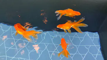 すみだ水族館に投稿された画像（2020/9/21）