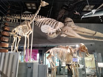 国立科学博物館に投稿された画像（2020/9/21）