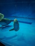 アクアワールド茨城県大洗水族館に投稿された画像（2020/9/21）