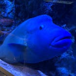 すみだ水族館に投稿された画像（2020/9/21）